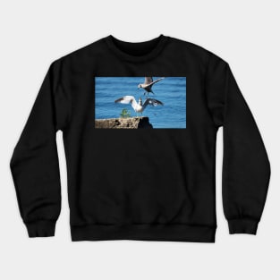 A Gull Swooping In Above Another Gull. Crewneck Sweatshirt